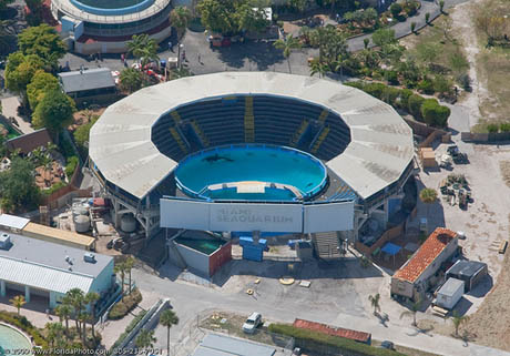 Tokitae at Miami Seaquarium