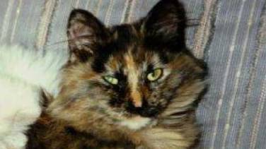 From http://katalbrecht.com/blog/?p=486