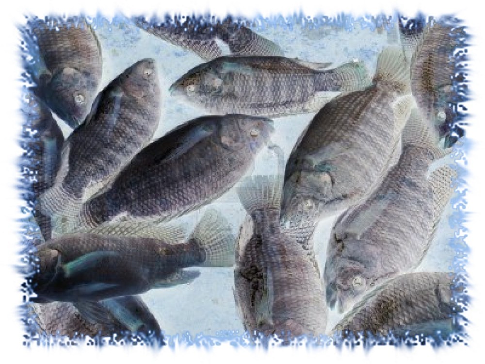Tilapia