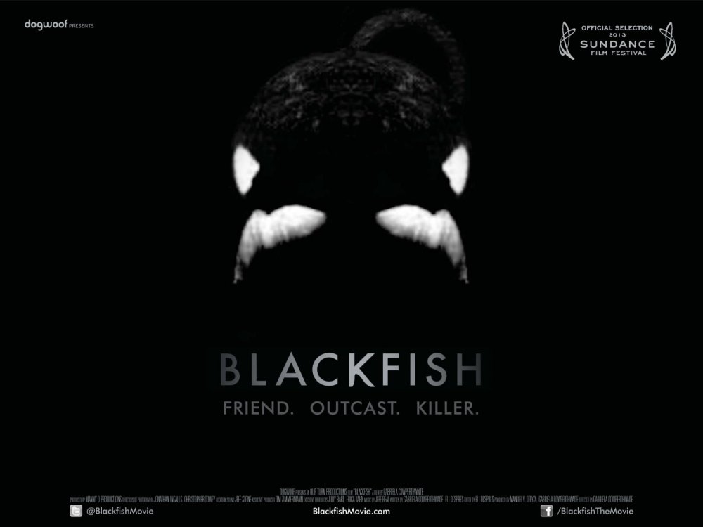 Click picture to go to the Blackfish movie site