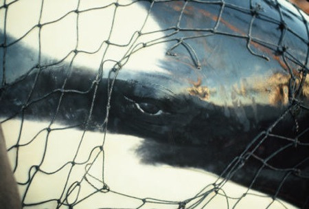 Lolita's (Tokitae's) capture in Penn Cove almost half a century ago