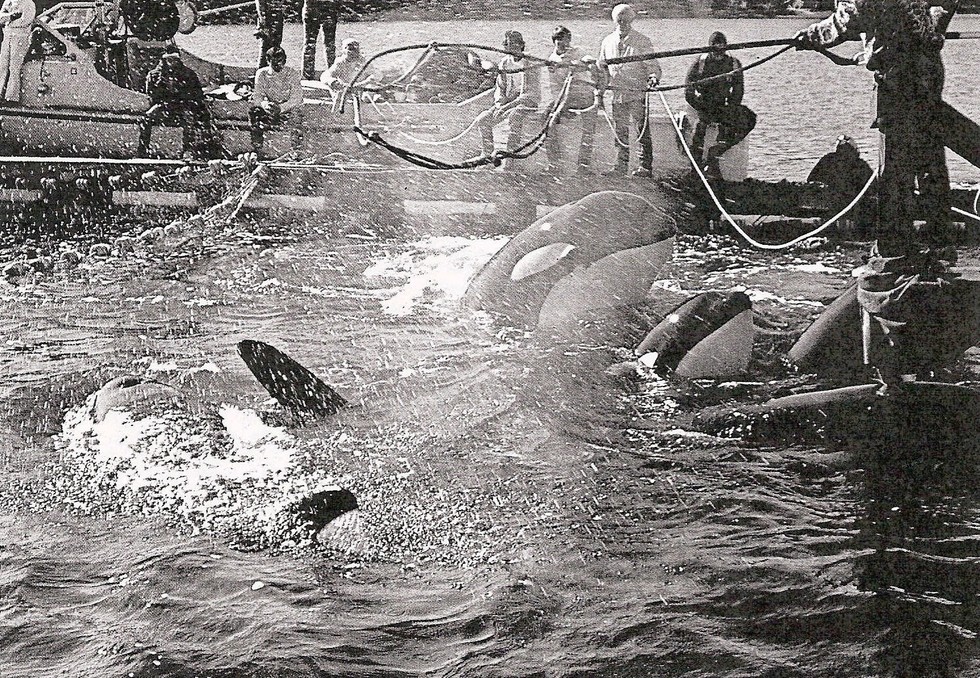 The Penn Cove Capture of Southern Resident Orcas, August 1970