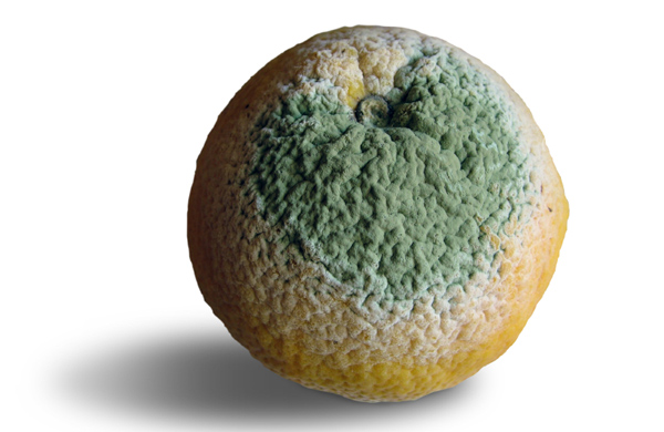 A recently discovered planet? Or what you intended to have for lunch Monday?