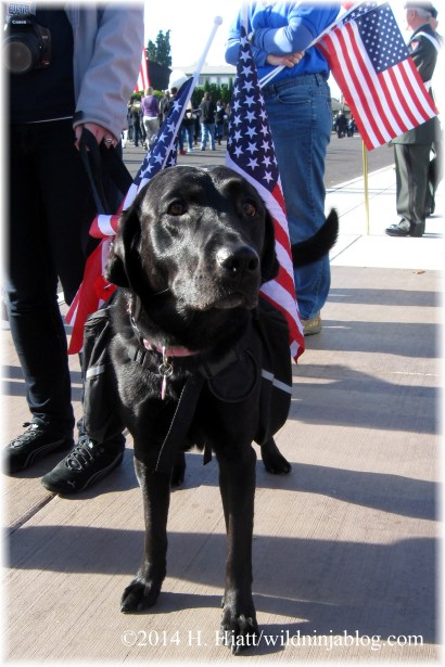 Auburn Veterans Day Parade 2014 3