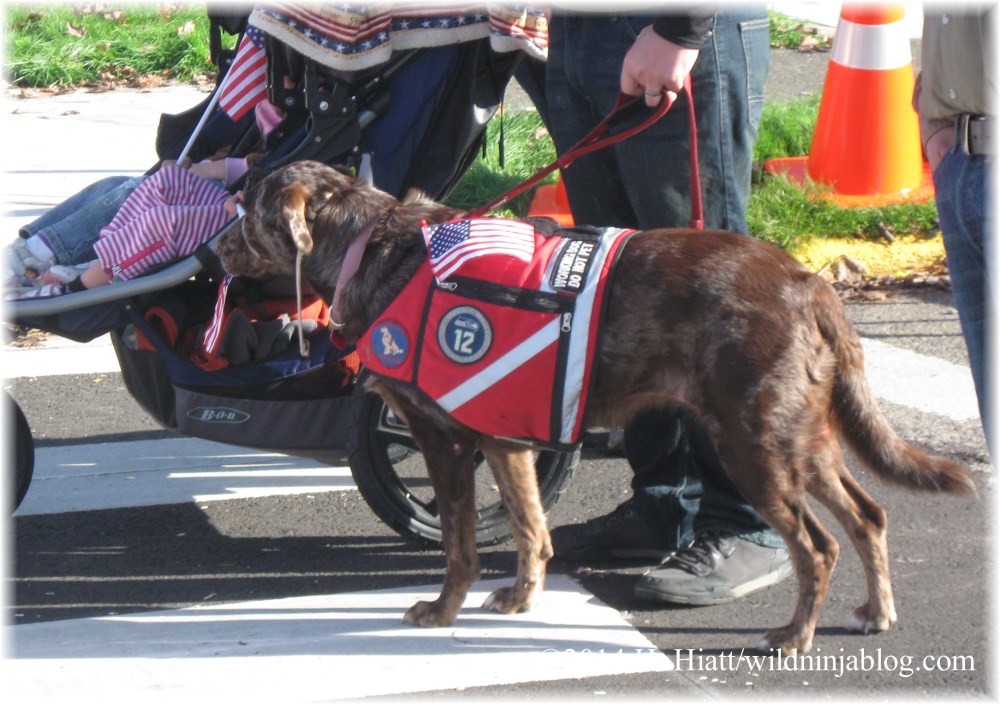 Auburn Veterans Day Parade 2014 30