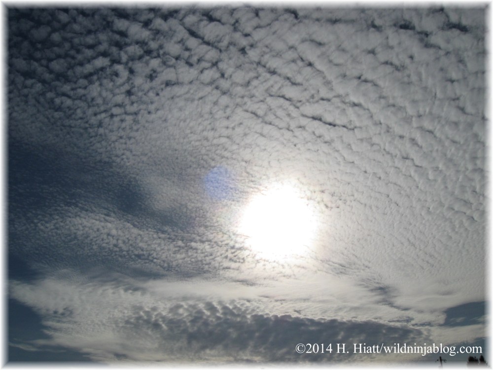 Auburn Veterans Day Parade 2014 36