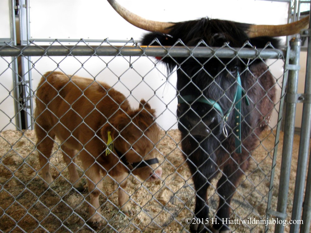Seattle Highland Games 2015 12