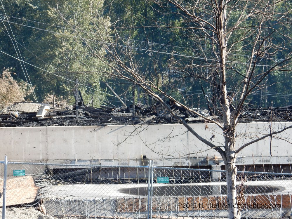Bothell Fire 25